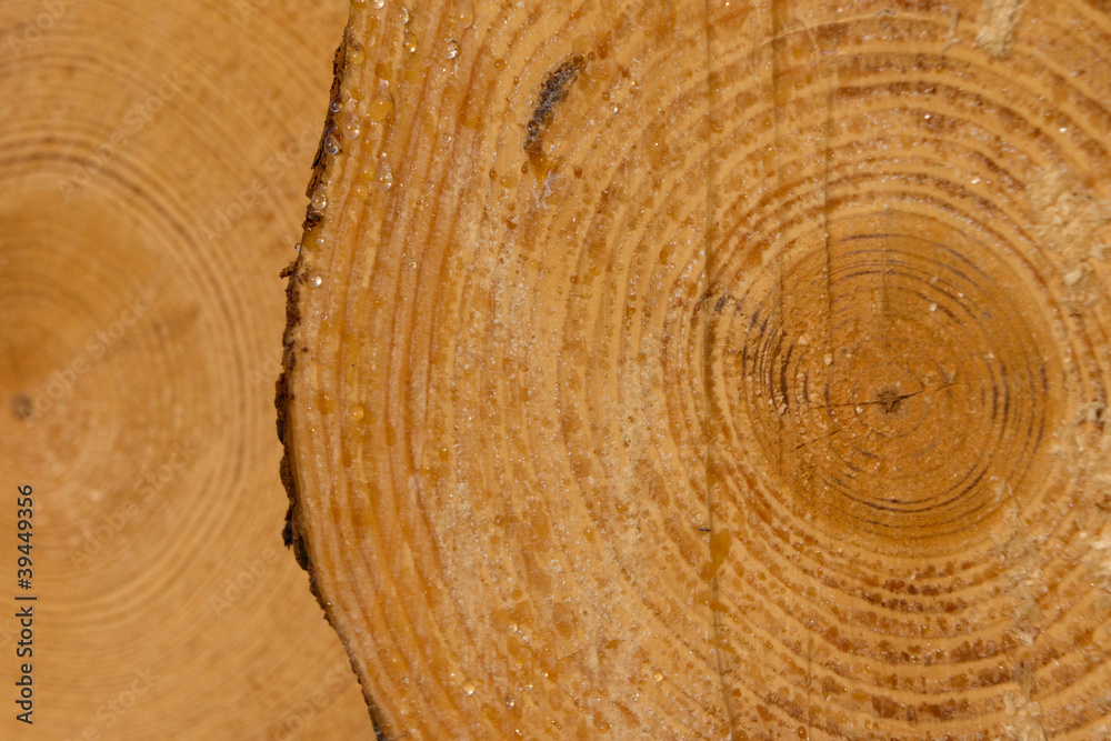 Fototapeta premium Frisches Holz