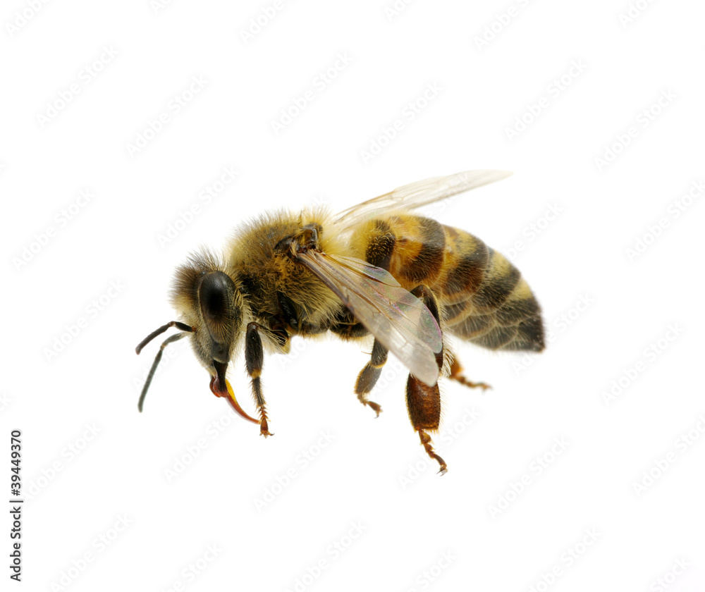 bee bee