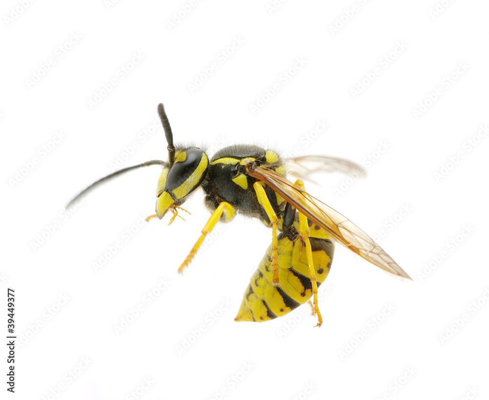 wasp wasp