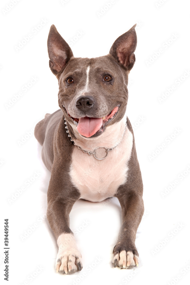 American staffordshire terrier