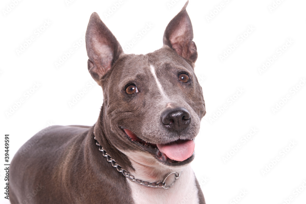 American staffordshire terrier