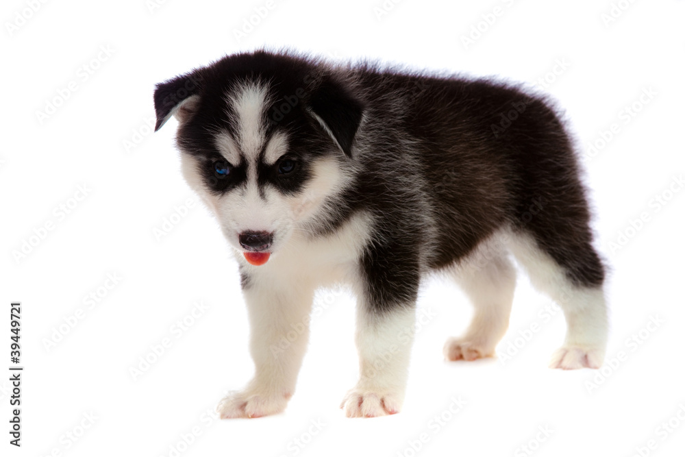 puppy a husky, isolated. puppy a husky, isolated.