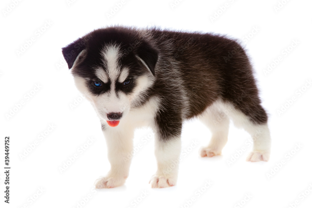 puppy a husky, isolated. puppy a husky, isolated.