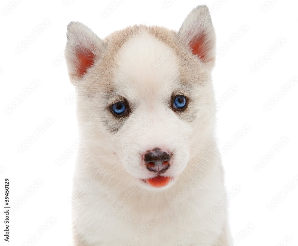 puppy a husky , isolated. puppy a husky , isolated.