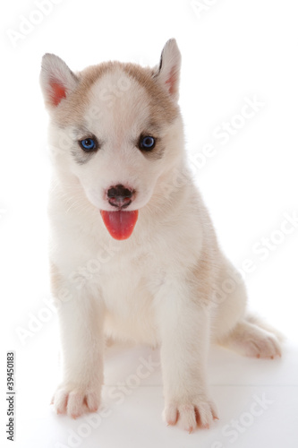 puppy a husky , isolated.