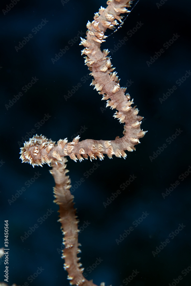 Detail of spiral wire coral in the Red Sea.