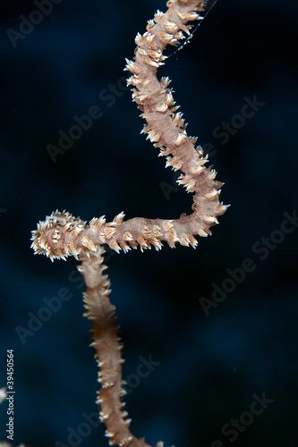 Detail of spiral wire coral in the Red Sea.