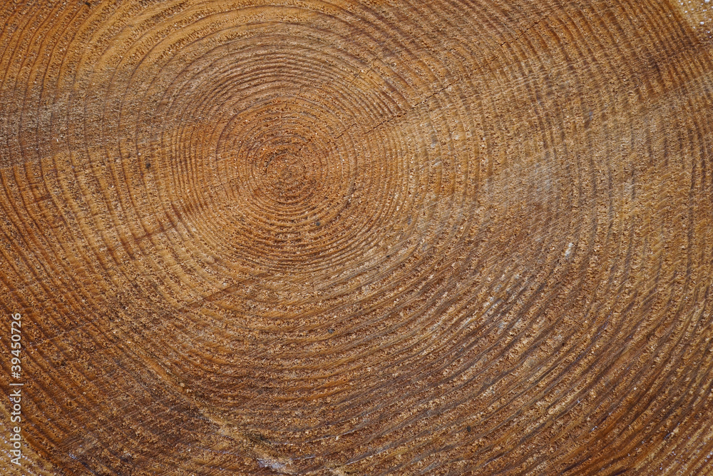 Naklejka premium Jahresringe eines Stammes