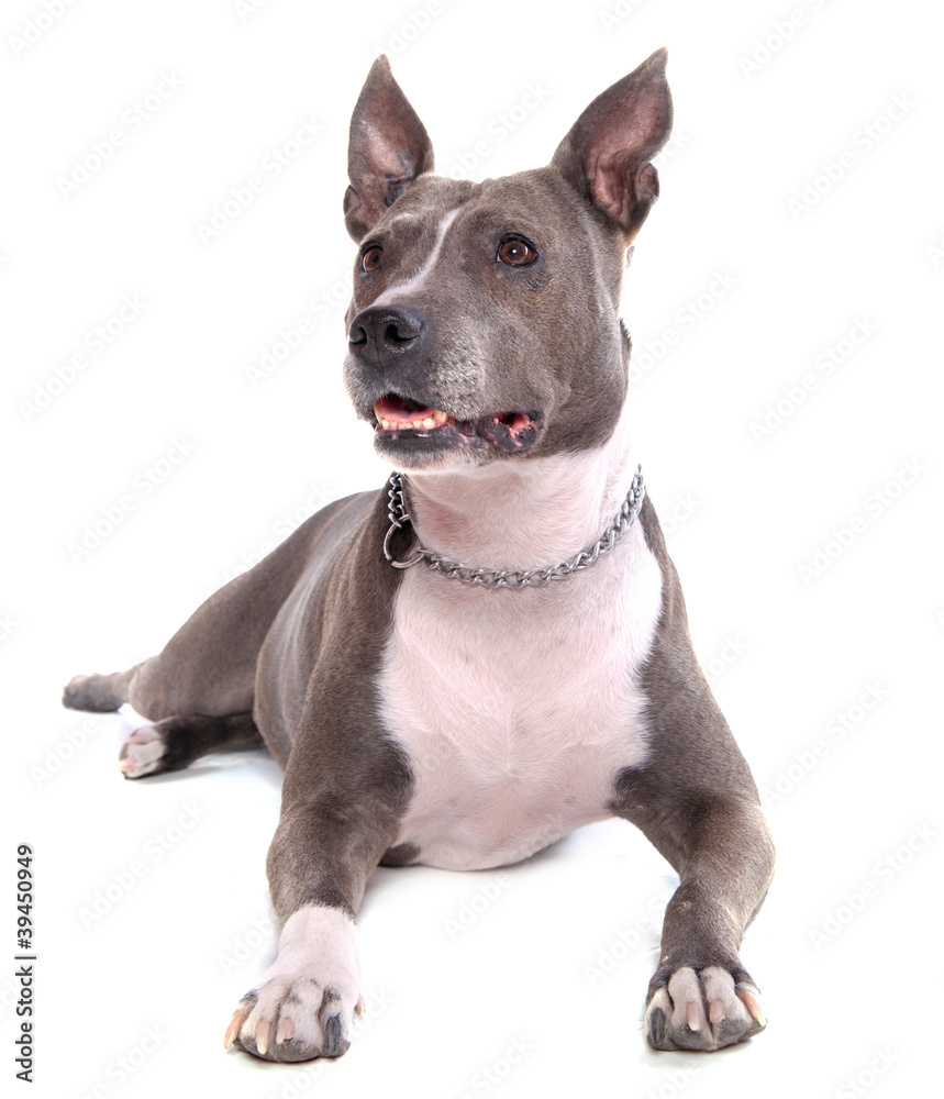 American Staffordshire terrier American Staffordshire terrier
