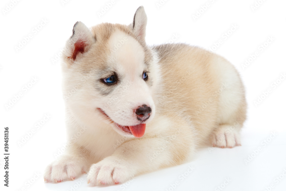 puppy a husky , isolated.