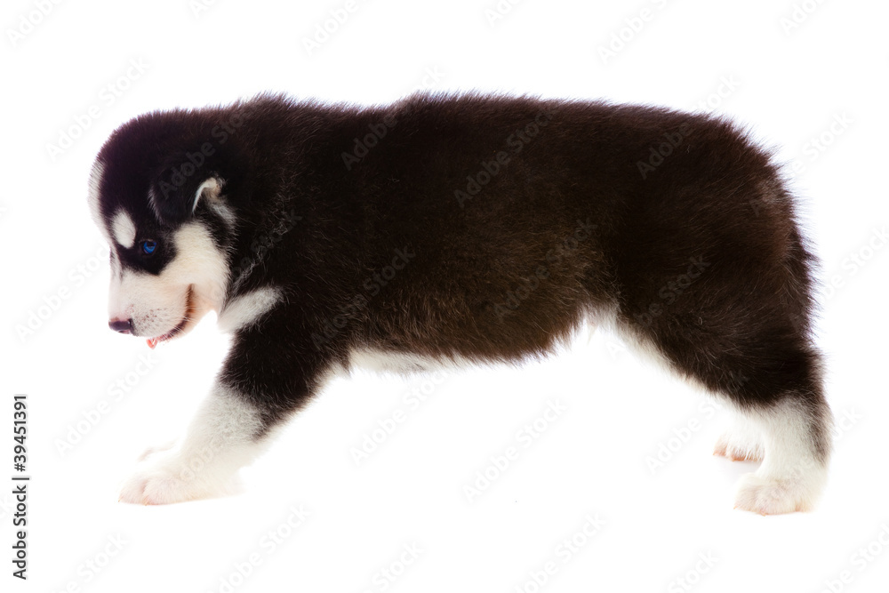 Obraz premium puppy a husky, isolated.