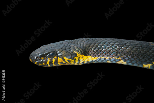 Snake (Elaphe schrenckii) 20 photo