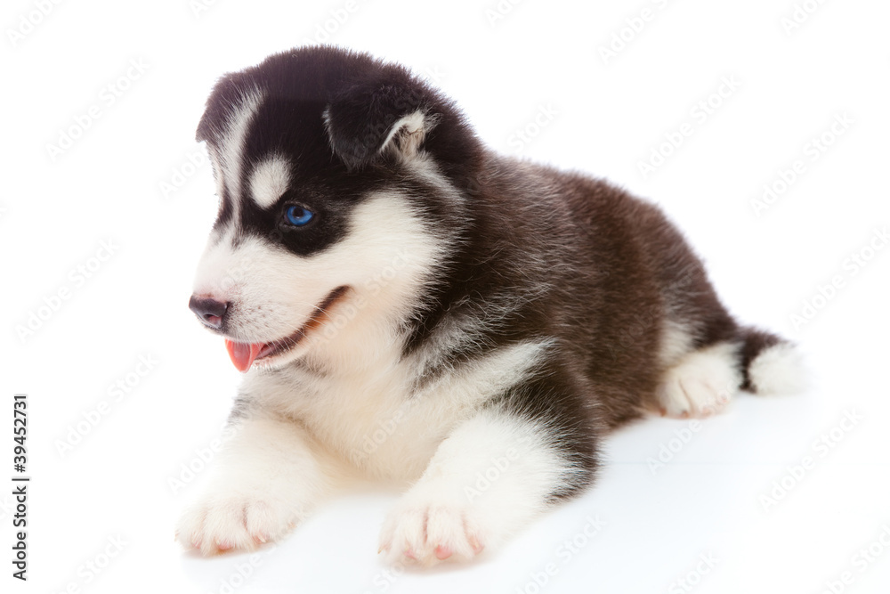 puppy a husky , isolated.