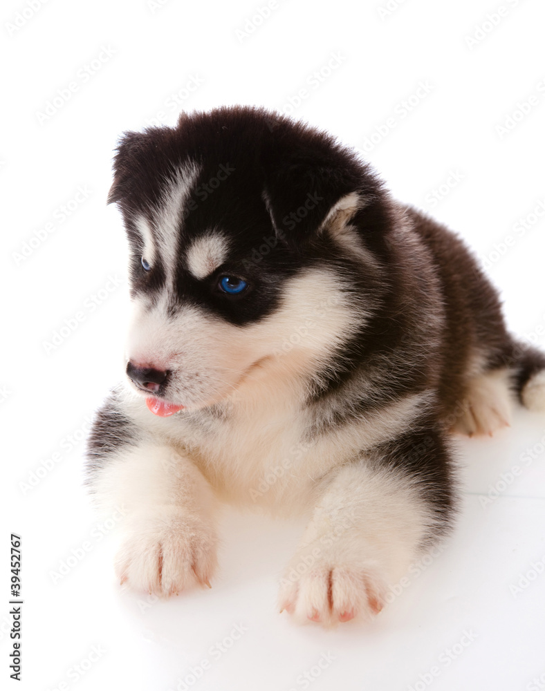 puppy a husky , isolated.