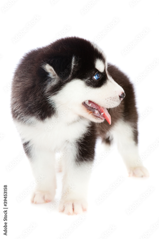 puppy a husky , isolated.