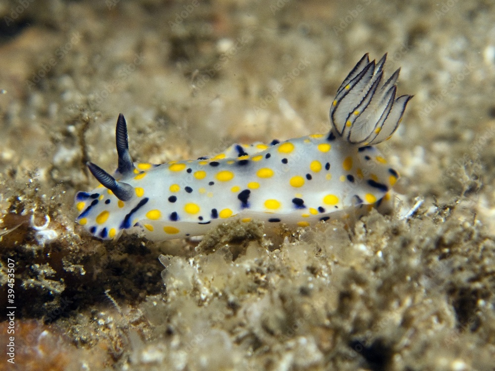 Nudibranch - Hypselodoris kanga Nudibranch - Hypselodoris kanga