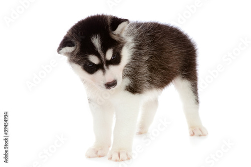 puppy a husky , isolated.
