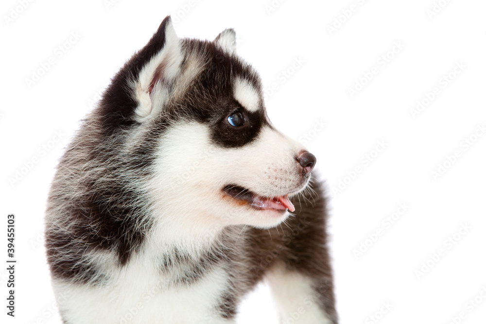 puppy a husky , isolated.