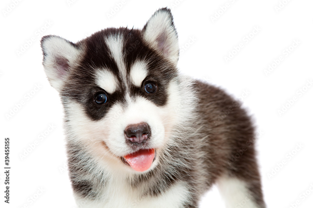 puppy a husky, isolated.