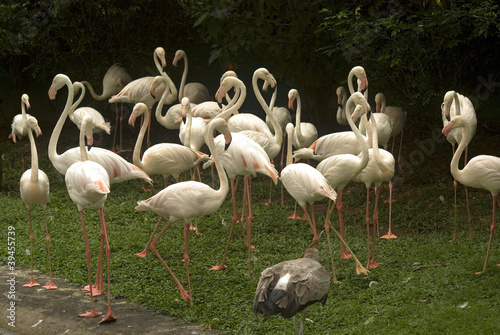 Flamingos  Kuala Lumpur  Malaysia