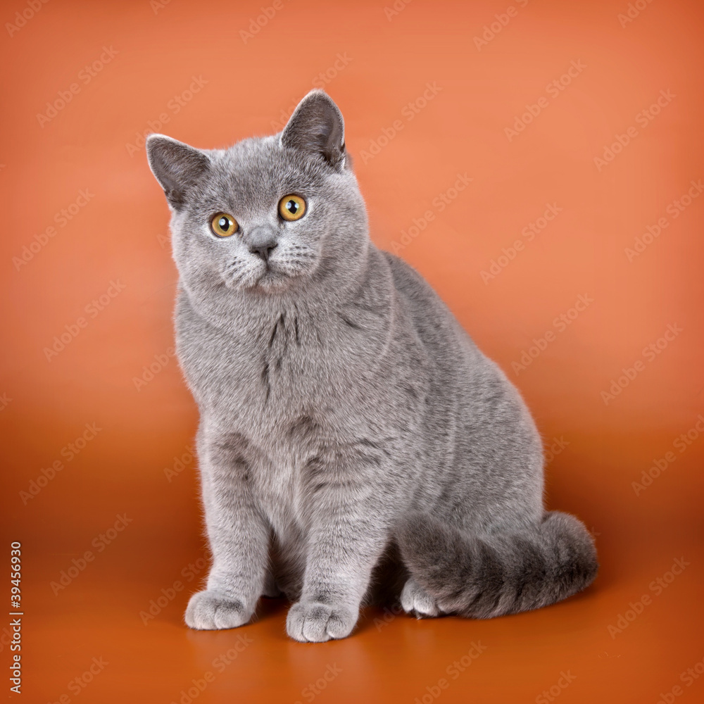 British cat on orange background