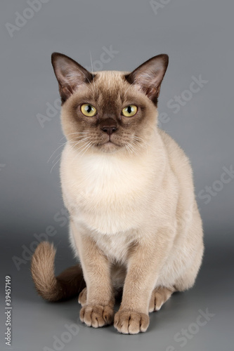 Cat on grey background