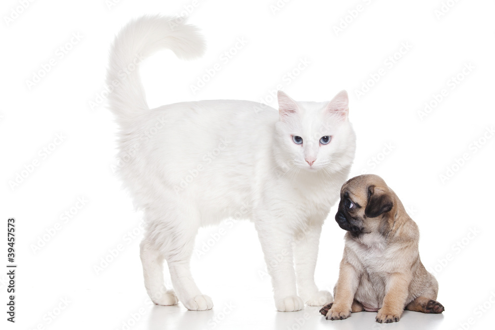 Cat with pug puppy on white