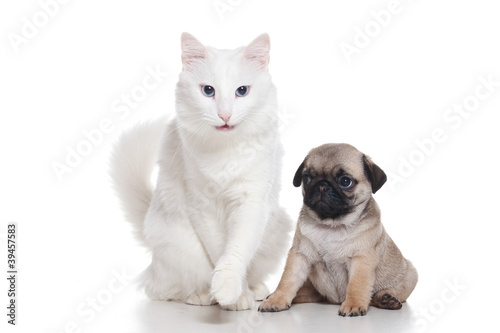 Cat with pug puppy on white © Dixi_