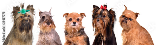 Group of little dogs portraits photo