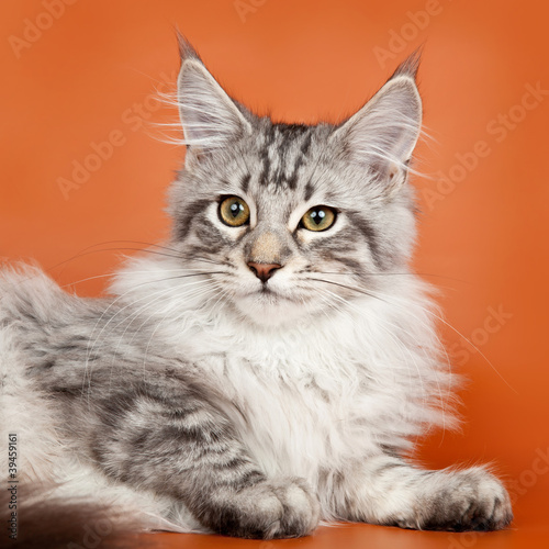 Maine coon head on orange background