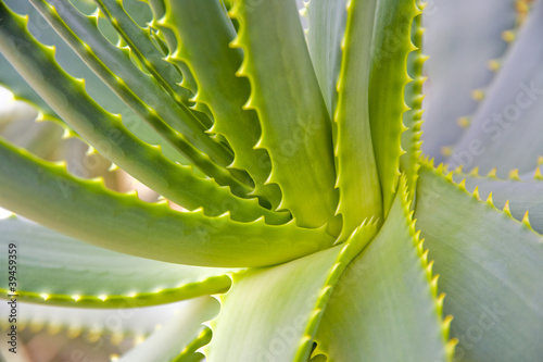 tropical plant - agave