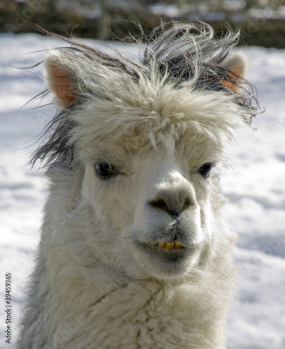 Alpaca