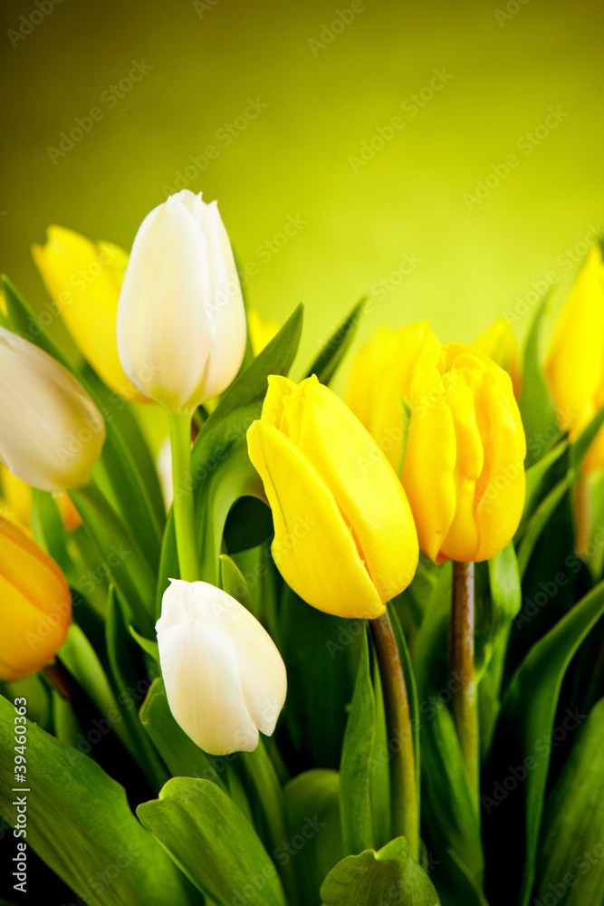 Yellow and white tulip flowers with green copy space Yellow and white tulip flowers with green copy space