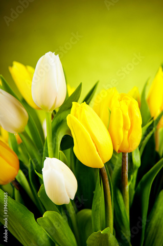 Yellow and white  tulip flowers with green  copy space