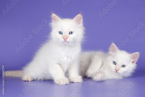Two white kitten on purple background