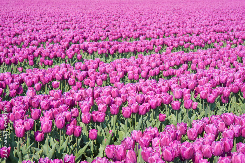 Big field with millions of purple tulips in the Netherlands Big field with millions of purple tulips in the Netherlands