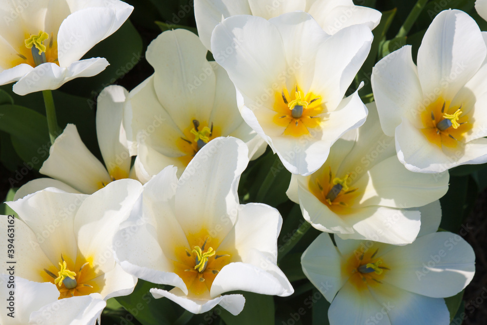 Fototapeta premium Beautiful white tulips with a yellow heart seen from above