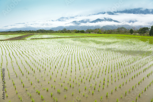 Green rice field in asia at spring time photo