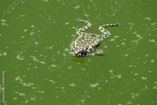 Swimming Frog