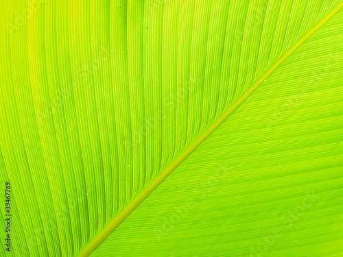 Texture and detail of Banana Leaf