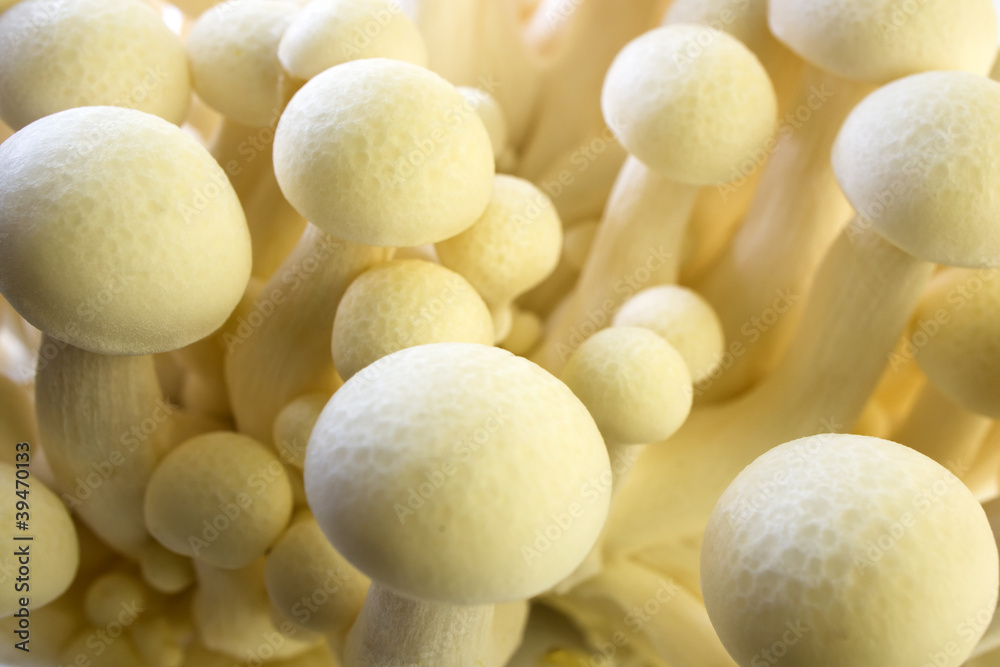 White beech Mushroom (White Shimeji) Hypsizygus Marmoreus White beech Mushroom (White Shimeji) Hypsizygus Marmoreus