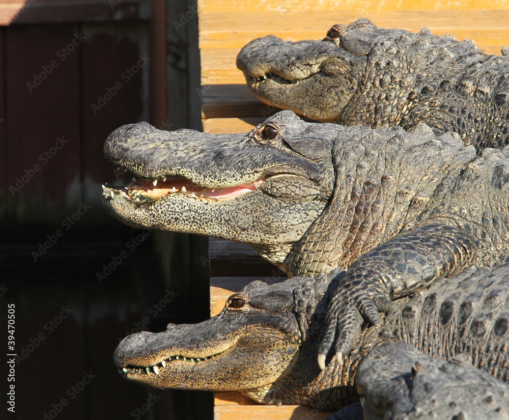 Fototapeta premium Florida, Alligator, crocodiles, wild life, wildlife, gator, Flor