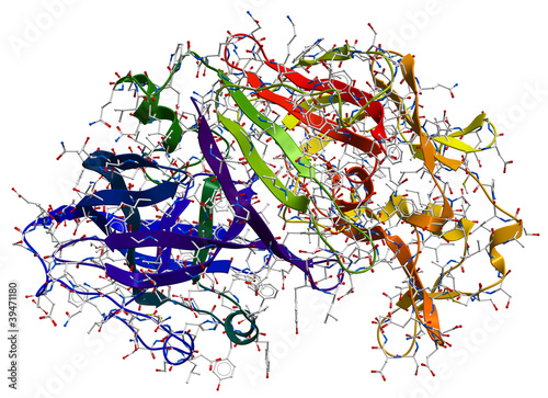Enzyme pepsin 3D model