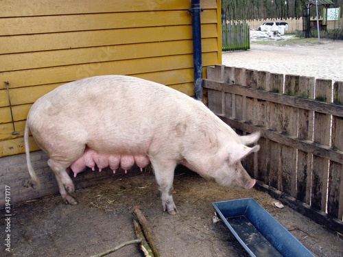 A pig in a stable photo