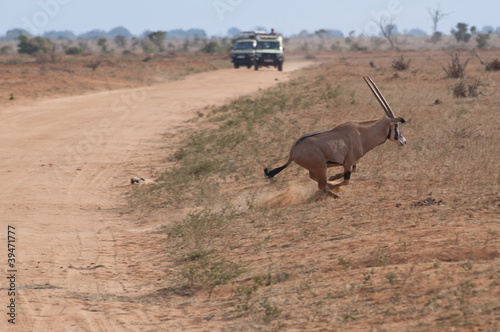 Oryx Antilope auf der Flucht photo