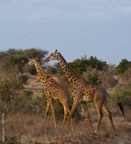 Fototapeta Naklejka Na Ścianę i Meble -  Giraffen