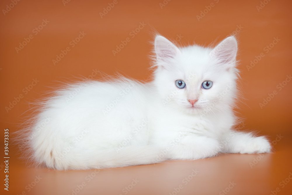 Obraz premium White kitten on orange background