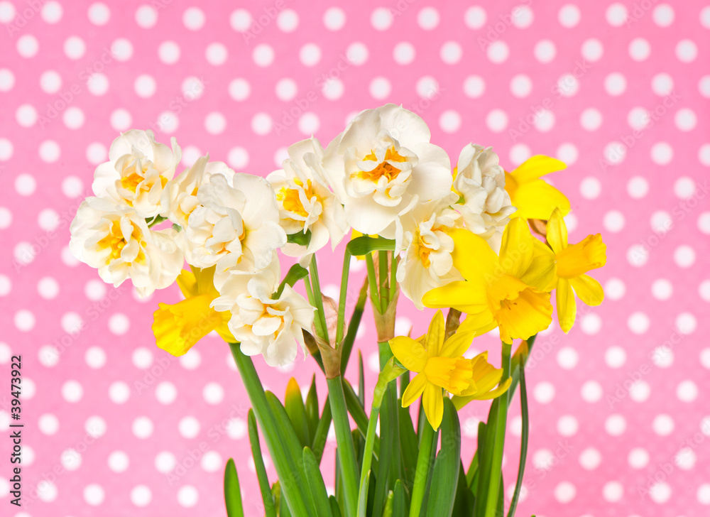 fresh spring white and yellow narcissus flowers fresh spring white and yellow narcissus flowers
