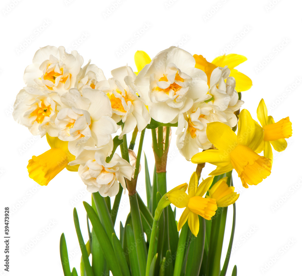 Obraz premium fresh spring white and yellow narcissus flowers