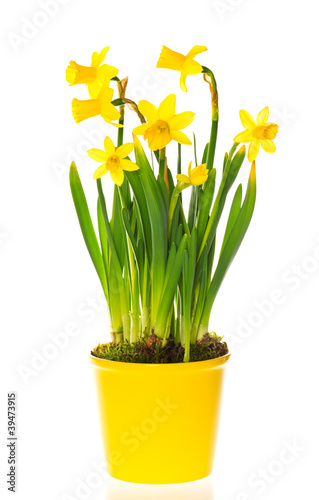 spring narcissus flowers in pot on white background